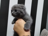 Scottish fold blue point ve gri yavrular