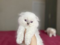 SCOTTISH FOLD LONGHAIR YAVRULARIM 