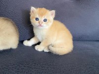 Scottish fold