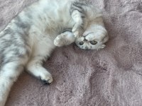 Luna çok tatlı ve sakin scottish fold
