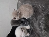 Yavru kedilerimizi sahiplendirme