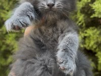Full şecereli mükemmel profilde dev Maine Coon yavruları