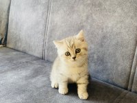 2 Aylık Dişi British Shorthair