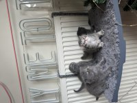 Yavru scottish fold kedilerime yuva arıyorum