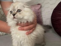 2.5 aylık scottish fold dişi
