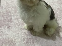 3 aylık dişi has shih-tzu