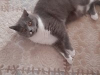 ERKEK BRİTİSH SHORTHAİR KEDİME EŞ ARIYORUM