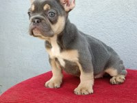 ÜST DÜZEY EXOTİC FRENCH BULLDOG YAVRUMUZ