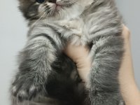 Saf british shorthair güzellik yeni yuvasını arıyor