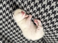 1 aylık kırık kulak scottish fold
