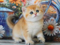 Sarı Kürklü Golden British Shorthair