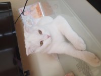 Scottish fold 1 yaşında