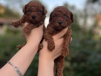 Toy poodle bebekler