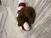 Toy poodle çok akıllı bir kuzucuk