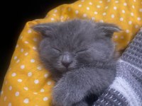 2 aylık scottish fold duman