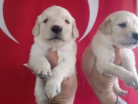 Golden retriever yavrularımız ırk garantilidir
