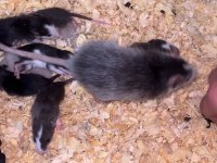 5 ADET ERKEK RAT YAVRUSU