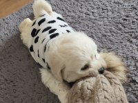 2 aylık maltipoo 0 boy