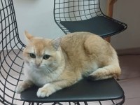 British Longhair Golden Kedim