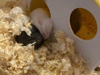 Yavru Gonzales Hamster