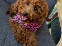 6 AYLIK DİŞİ POODLE