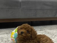 Poodle Köpeğimize Yeni Yuvasını Arıyoruz