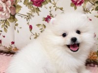 GÜLEN YÜZ AYI SURAT POMERANİAN BOO
