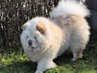 ÇİN ASLANI YAVRULARIMIZ (CHOW CHOW)