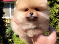 Daha İyisi Yok Ayı Surat Pomeranian Boo