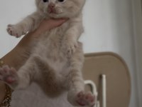 British shorthair kedisi