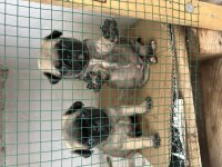 Pug mops gül kuyruk orjinal