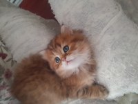 Sahibinden british longhair kedisi