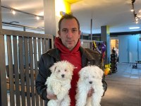 Emsalsiz safkan morkie bebeklerimiz