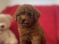 Red Brown Toy Poodle Yavrular