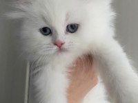 British longhair yavrusu