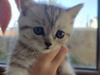 3 aylık british shorthair yavrularımız