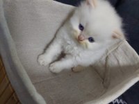 Bebiş İran Kedilerimiz