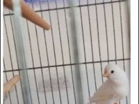 2 yaşında güzel nazik ötümlü erkek kanarya