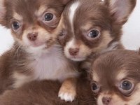 Chihuahua Bebekler