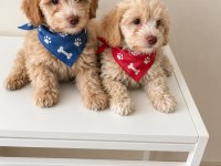 Maltipoo yavrular