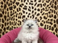 IRK VE SAĞLIK GARANTİLİ BRITISH LONGHAIR YAVRULARIM 