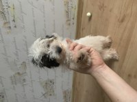 Saf Kan morkie maltess 2,5 aylık erkek