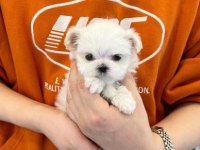 Maltese Terrier Sıfır Numara Xs Pamuk Gibi