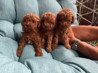 Kuşadasının En İyisi Teacup Toy Poodle Yavrular