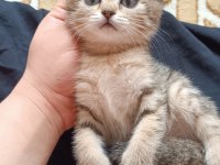 British Shorthair Silver Tabby