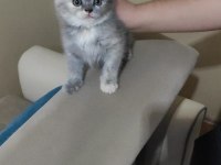 British shorthair kediler