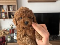 Minyatür kore toy poodle köpekler