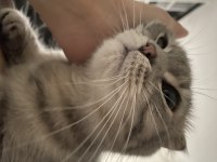 Scottish Fold