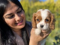Sağlık ve ırk garantili cavalier king charles yavrularım