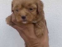 Maltipoo kalite yavrular ırk sağlık garantili